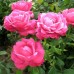 Trandafir teahibrid Caprice de Meilland C4H